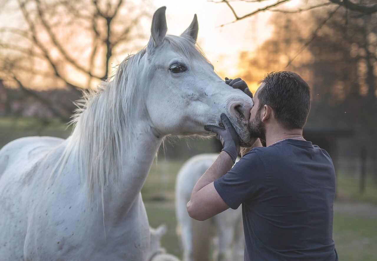 arabian horse, horse, man, golden hour, mane, equestrian, animal, nature, portrait, horse, horse, horse, horse, horse